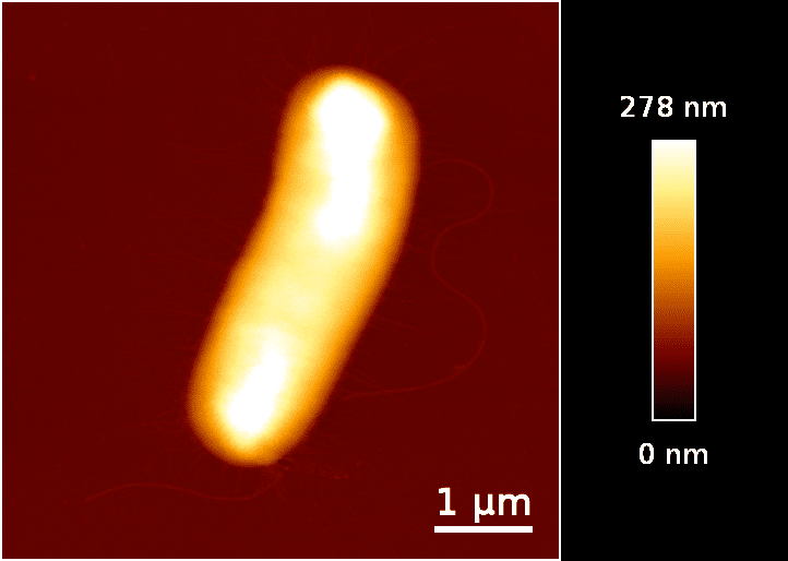 Fig 1.  AFM  height image of E. coli bacteria cell on -CH3 functionalized surface.